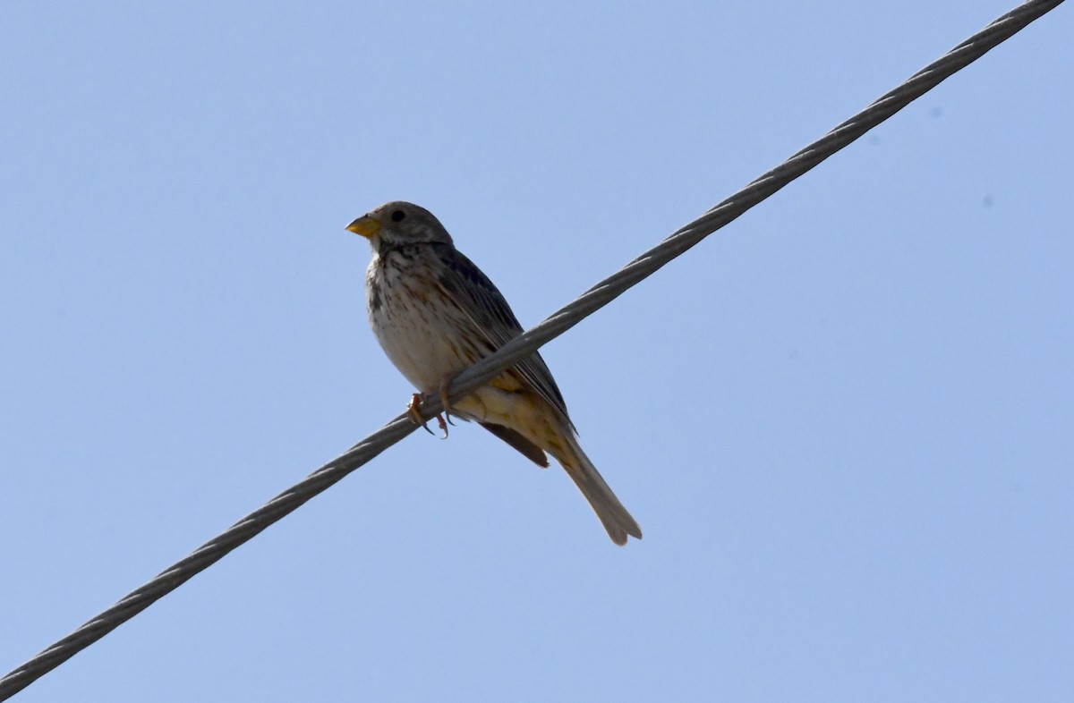 Corn Bunting - ML620779423