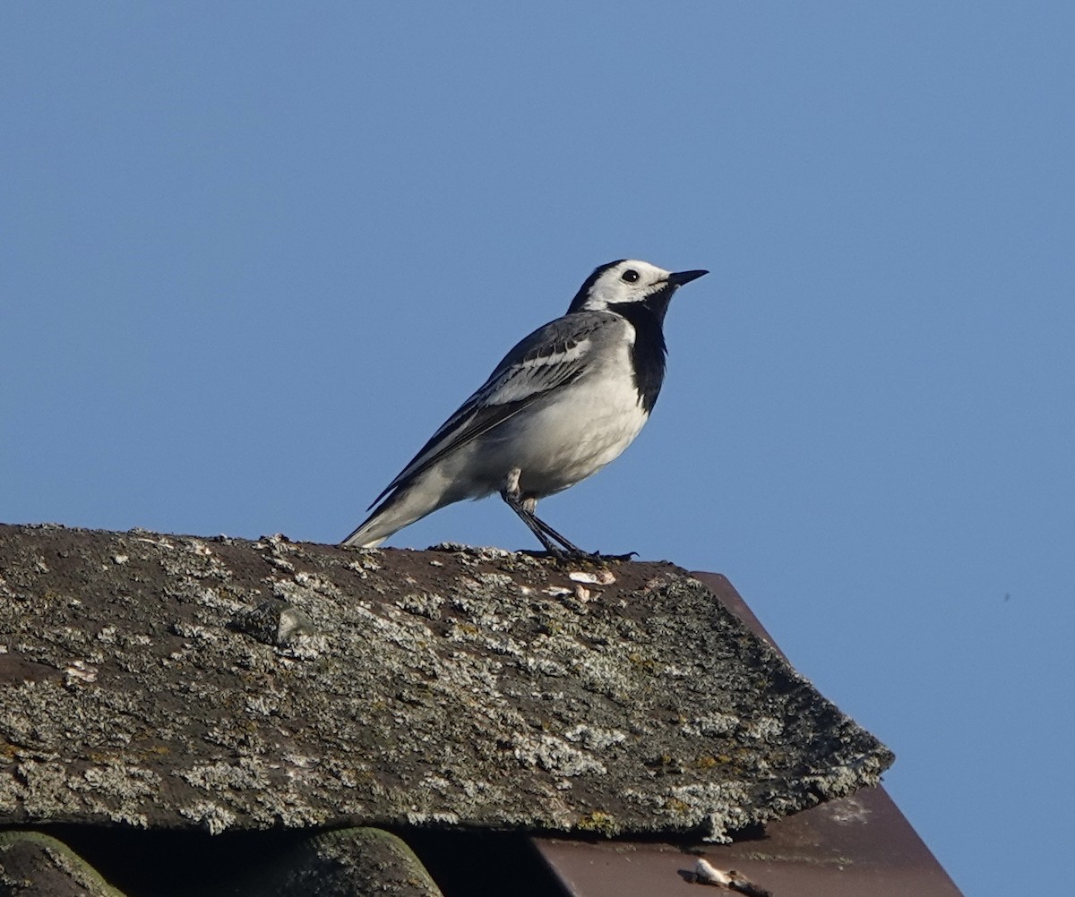 White Wagtail (White-faced) - ML620779424