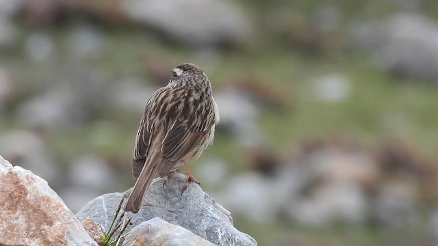 Brown Accentor - ML620779425