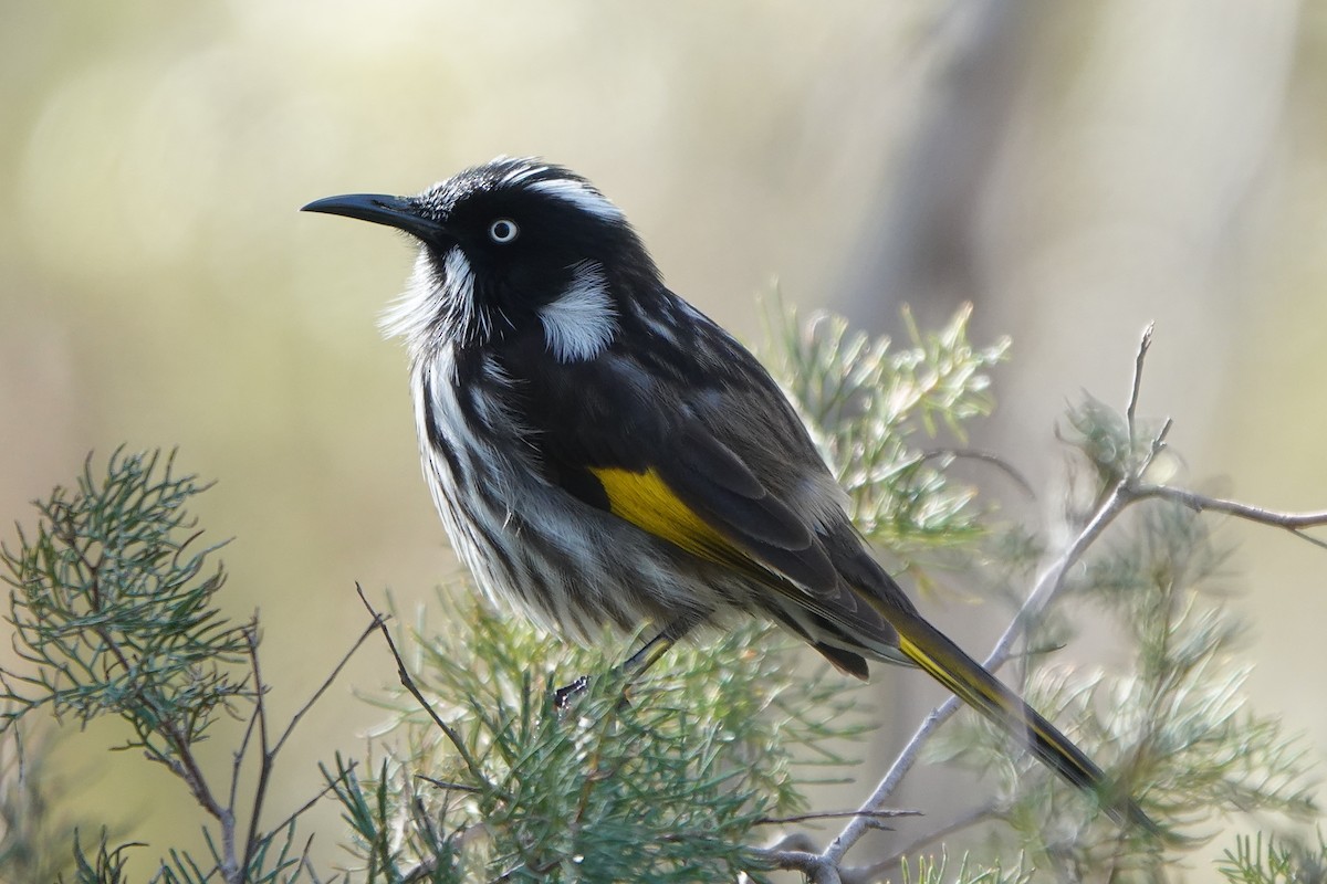 New Holland Honeyeater - Wynt Maddeford