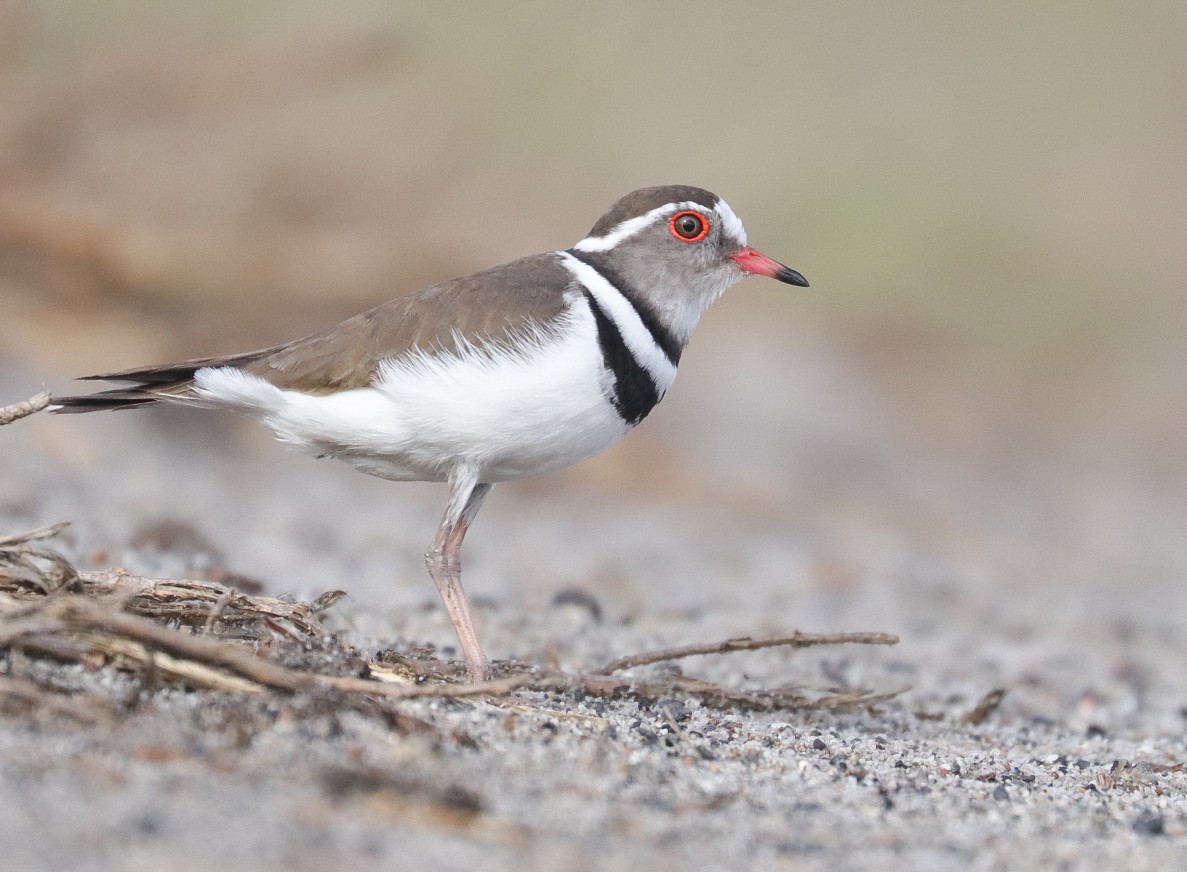 Three-banded Plover - ML620779428