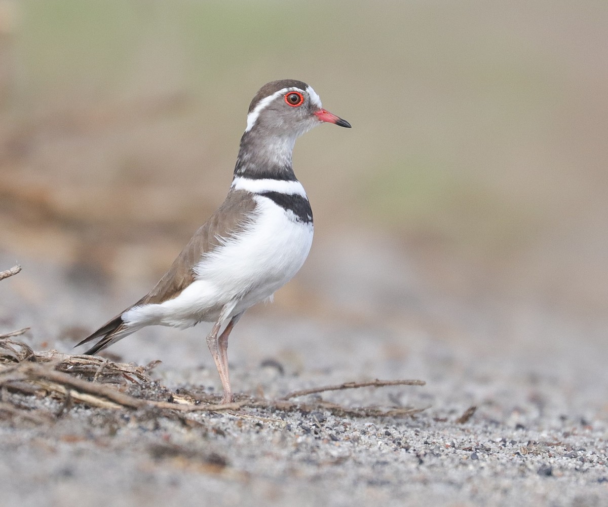 Three-banded Plover - Oliver Main