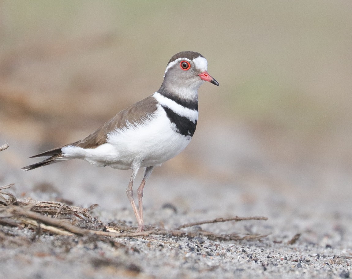 Three-banded Plover - ML620779430