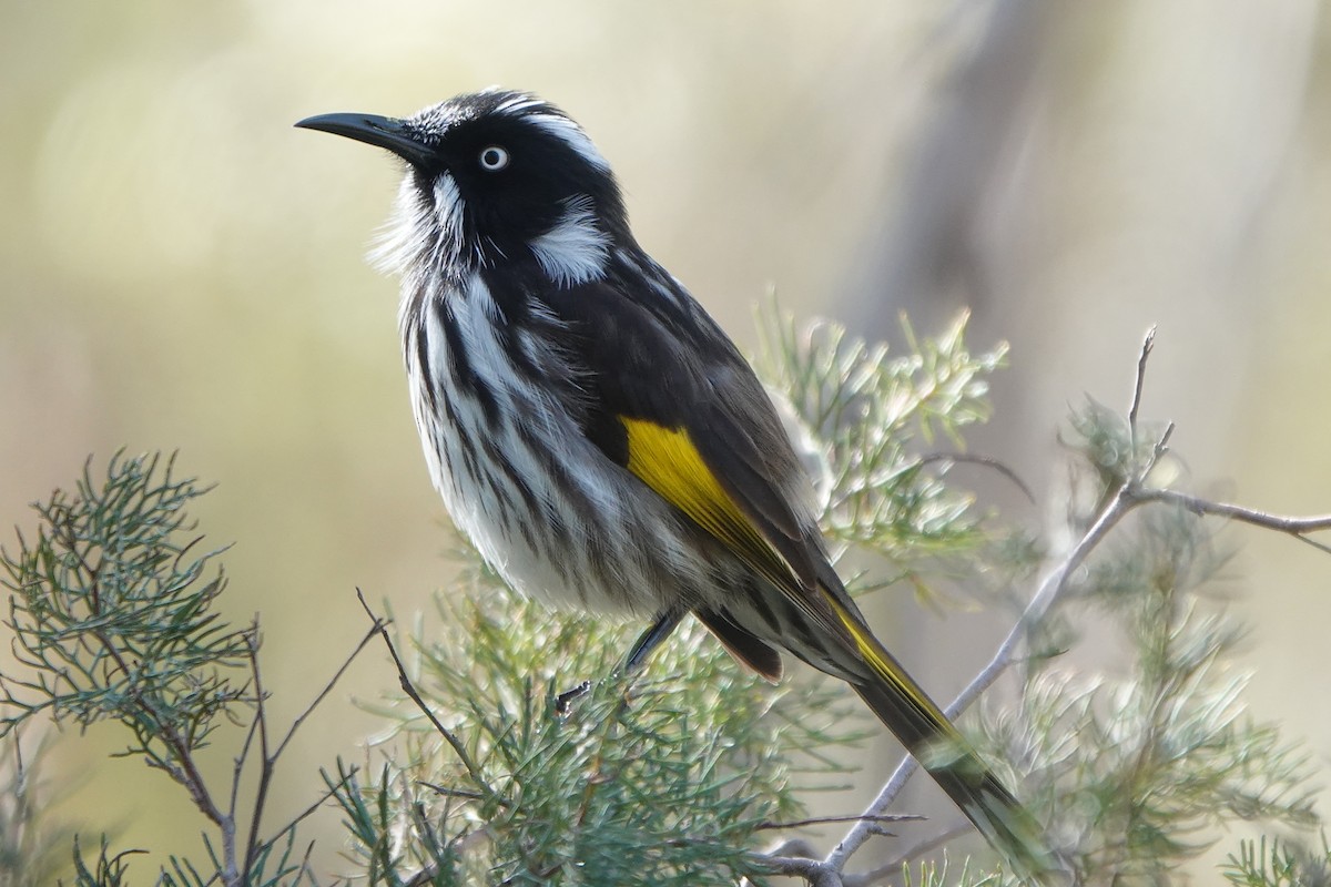 New Holland Honeyeater - ML620779432