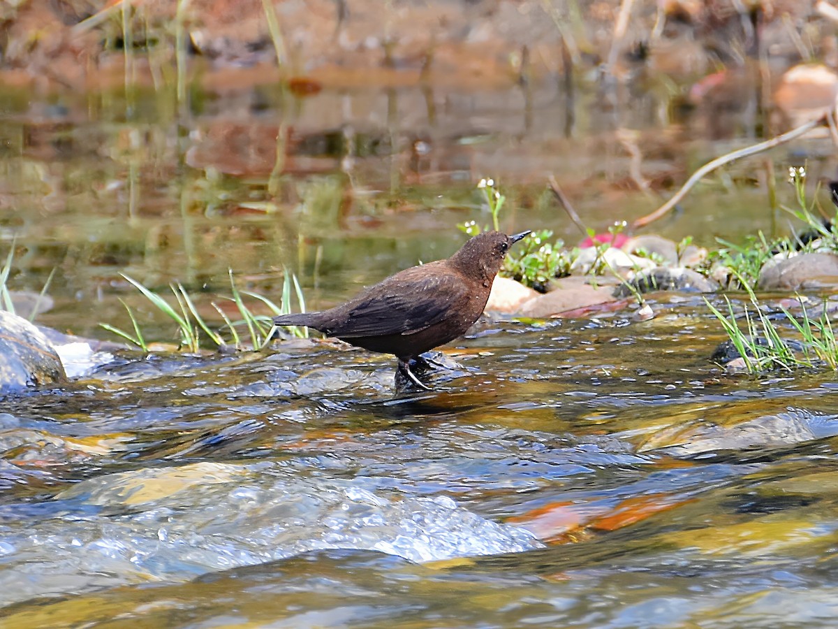 Brown Dipper - ML620779434