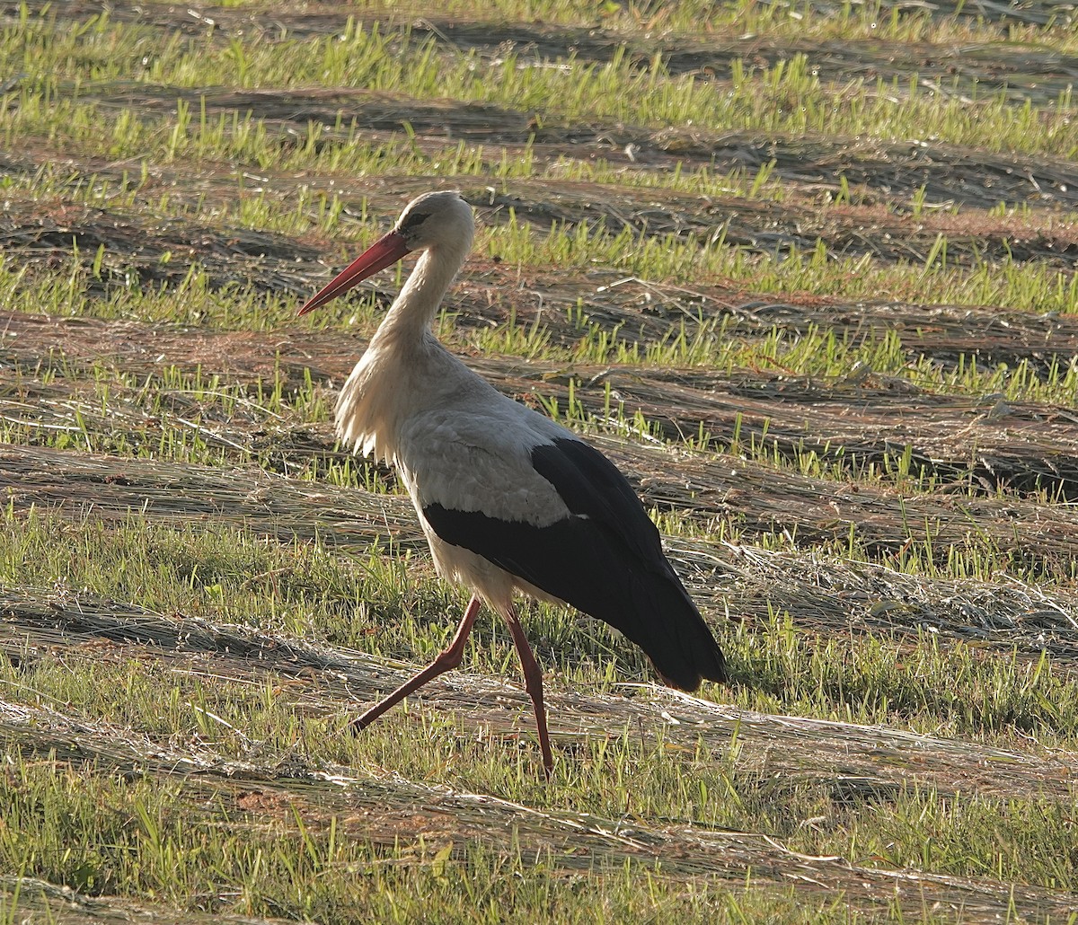 White Stork - ML620779442