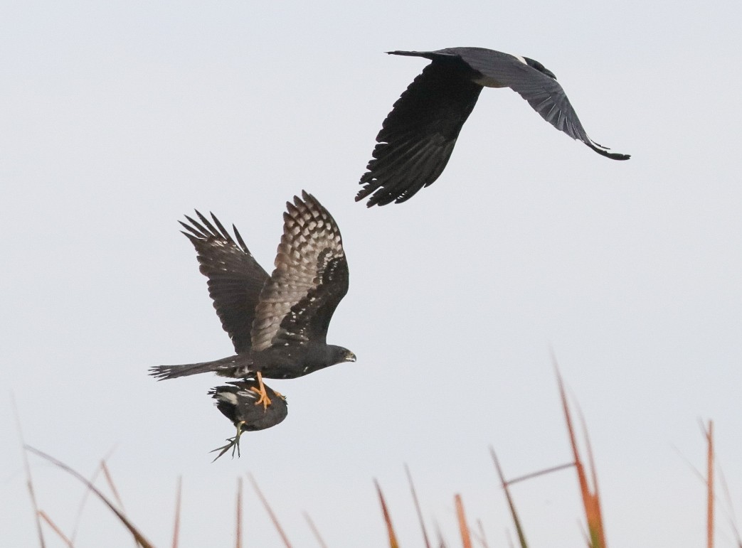 Black Goshawk - ML620779443