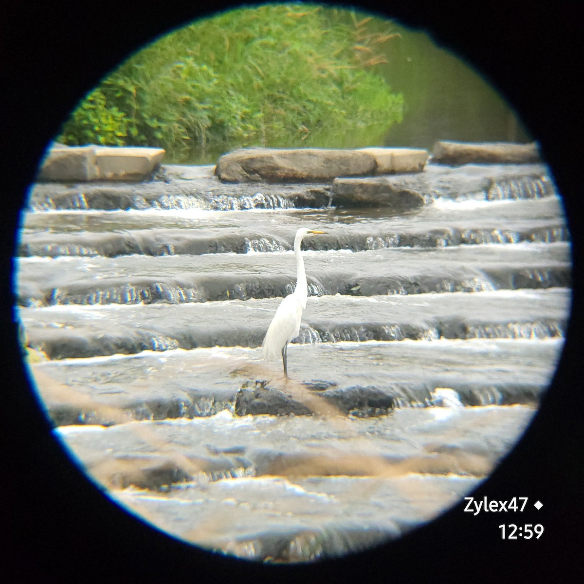 Great Egret - ML620779445