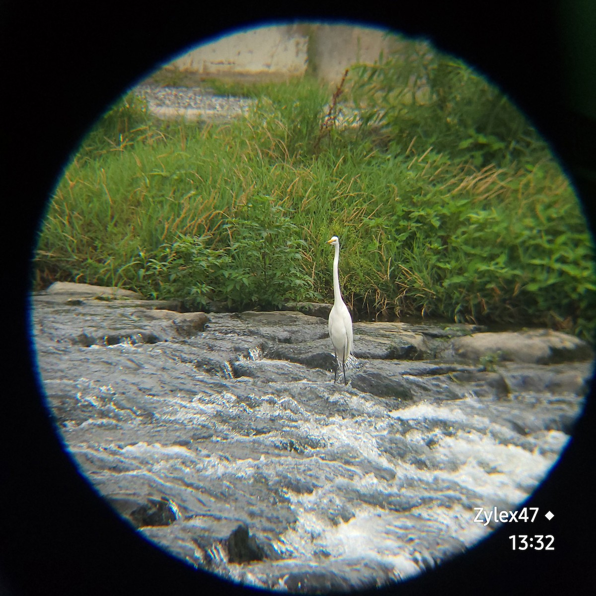 Great Egret - ML620779446