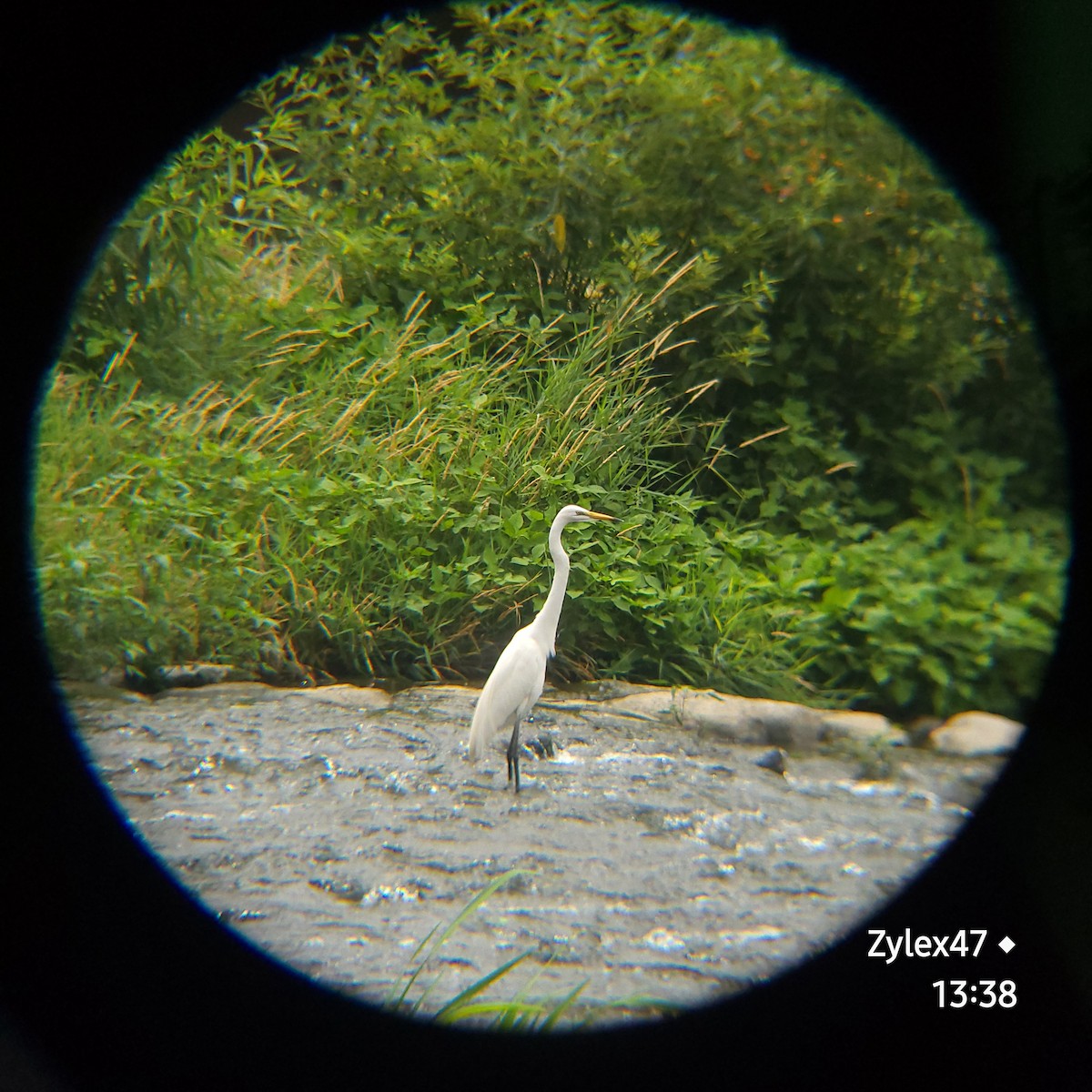 Great Egret - ML620779447