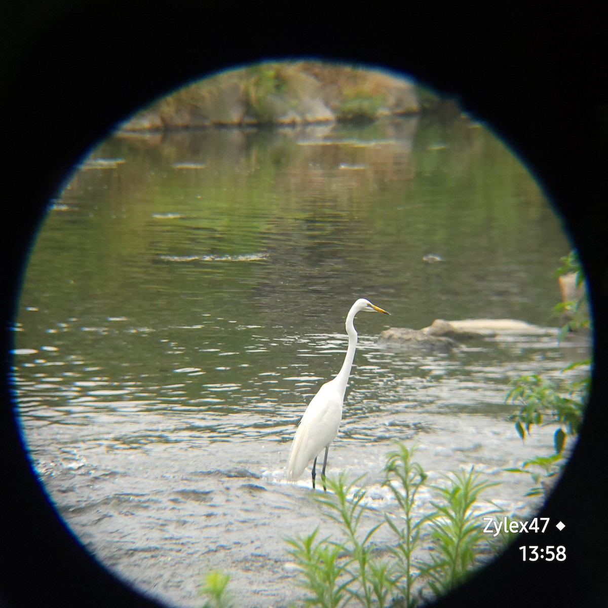 Great Egret - ML620779448