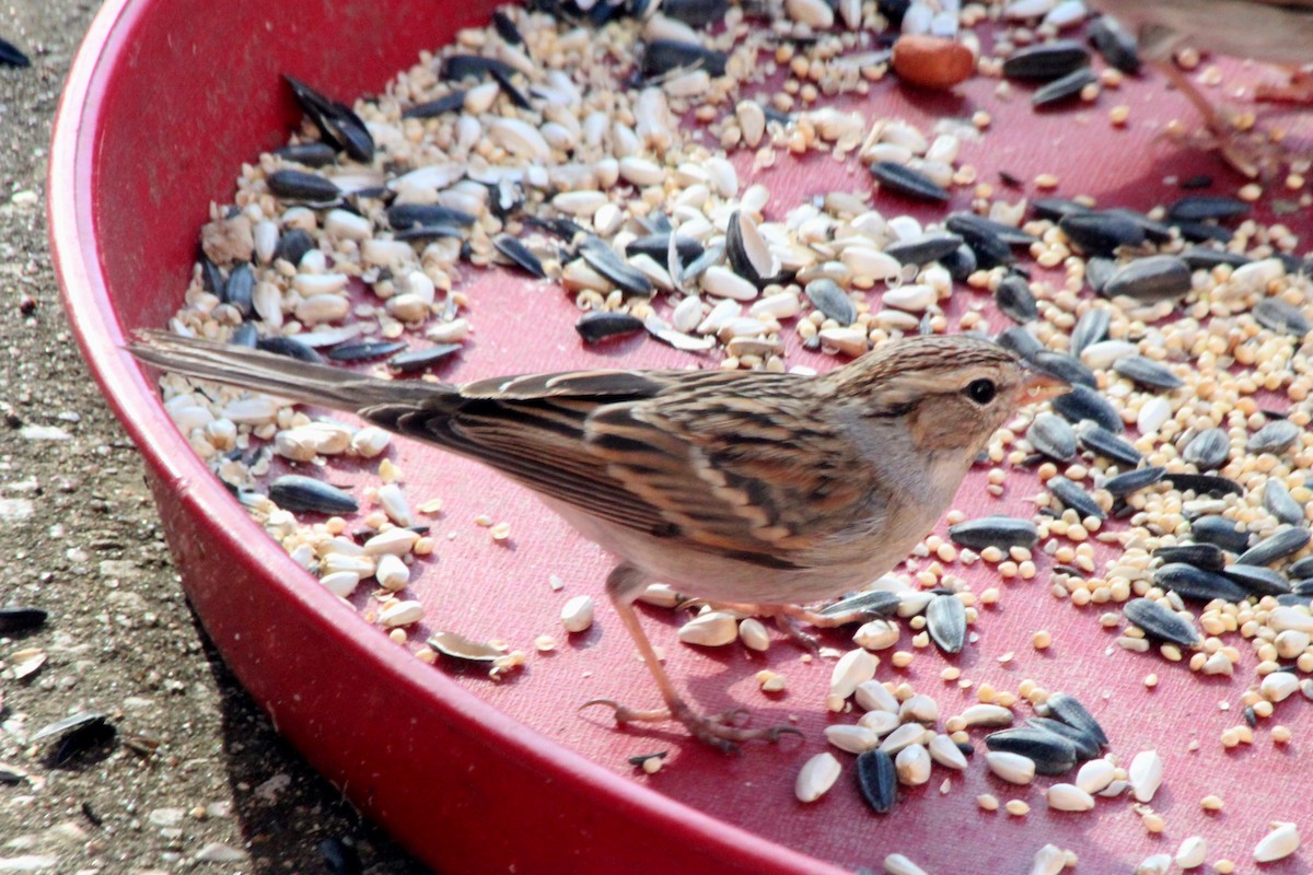 Chipping Sparrow - ML620779449