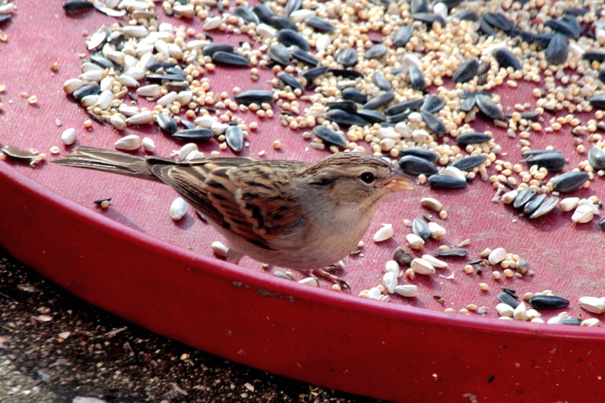 Chipping Sparrow - Angel Zakharia