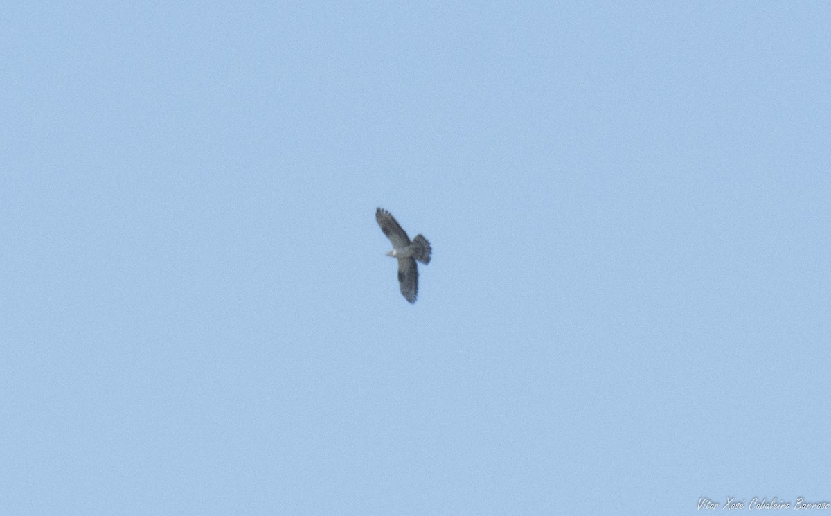 European Honey-buzzard - ML620779455