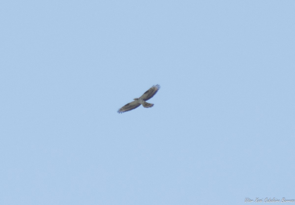 European Honey-buzzard - ML620779456