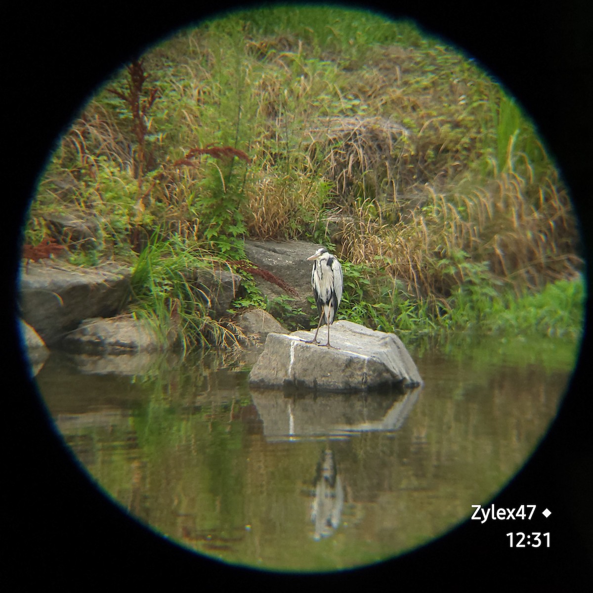 Gray Heron (Gray) - Dusky Thrush