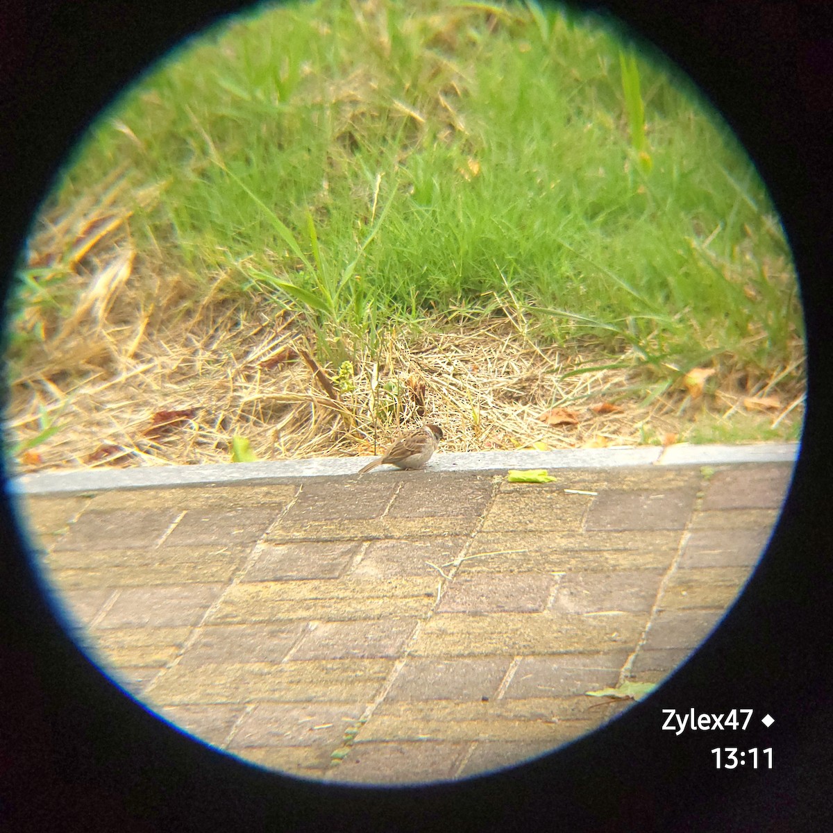 Eurasian Tree Sparrow - ML620779464