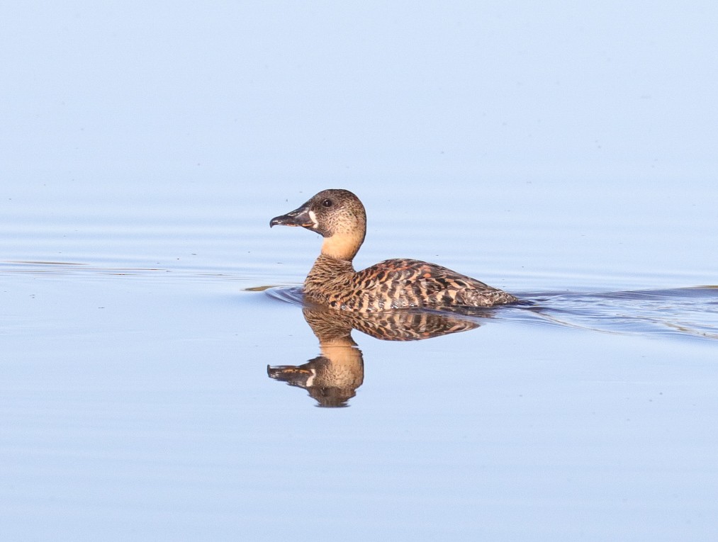 White-backed Duck - Oliver Main