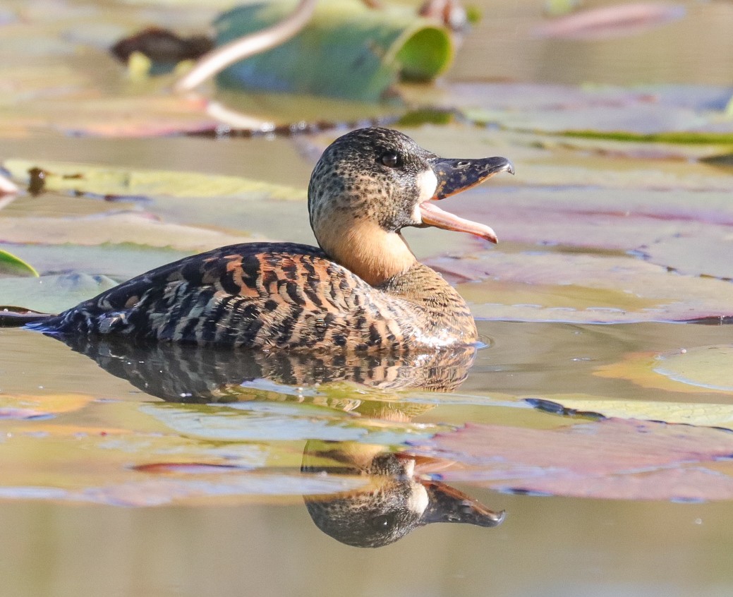 White-backed Duck - ML620779467