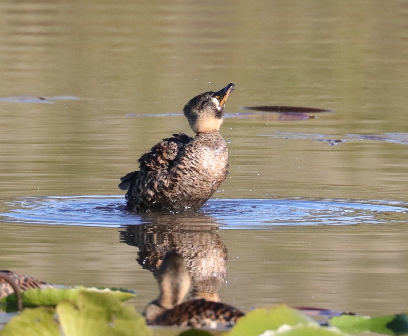 White-backed Duck - ML620779468