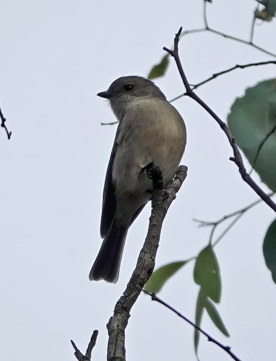 Golden Whistler - ML620779469