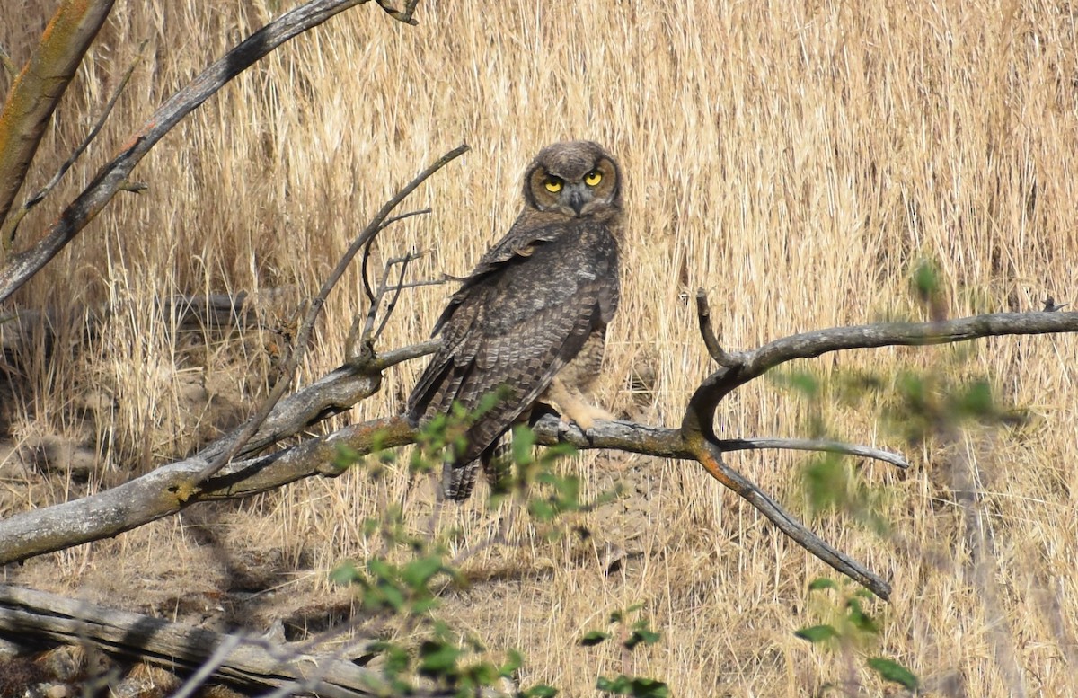 Great Horned Owl - ML620779470