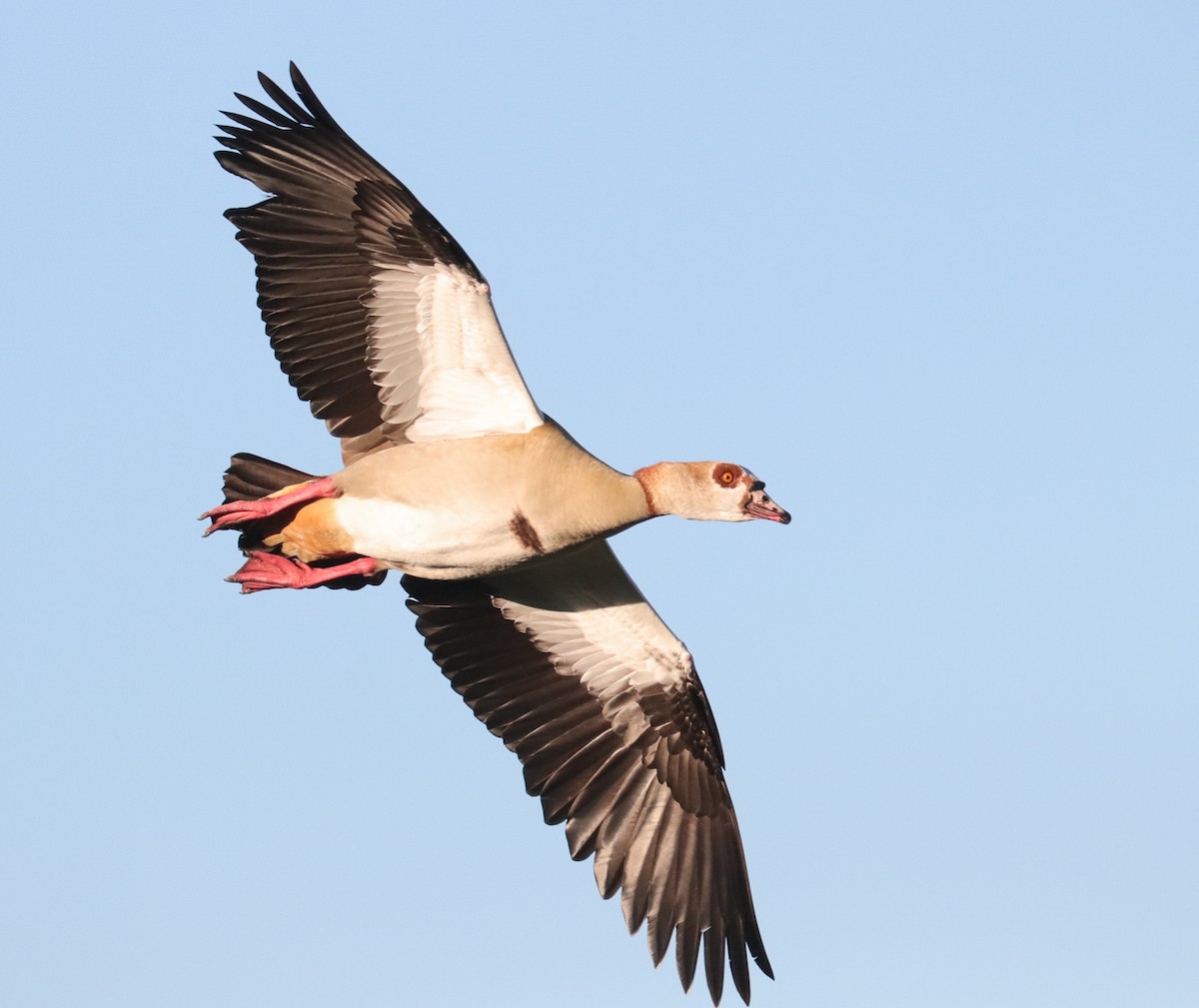 Egyptian Goose - ML620779473