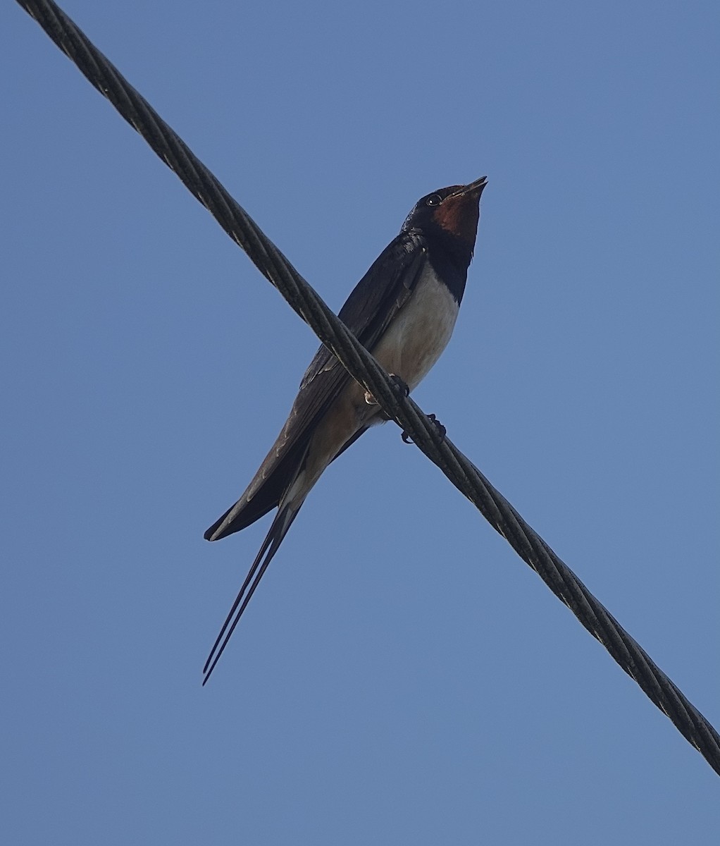Barn Swallow (White-bellied) - ML620779474