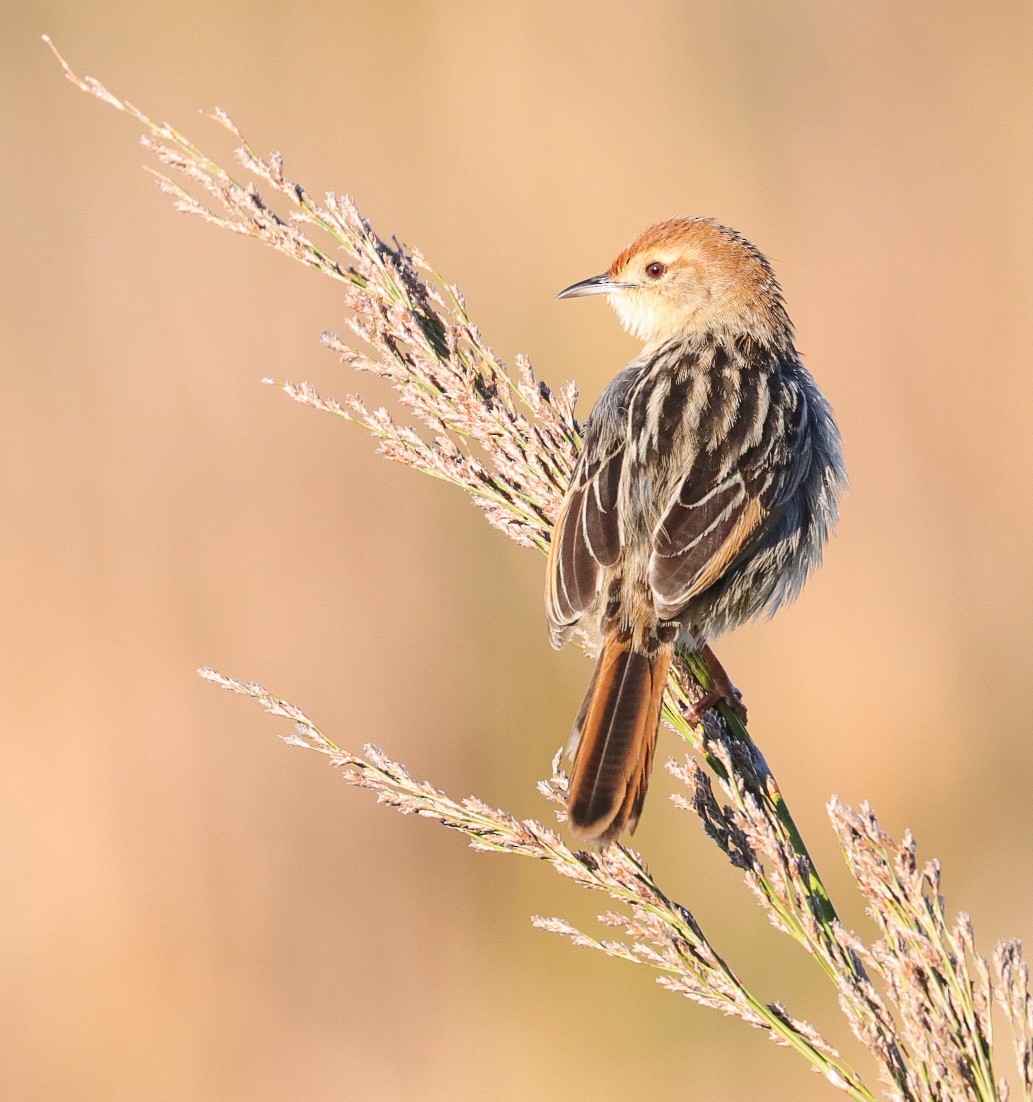 Levaillant's Cisticola - ML620779485