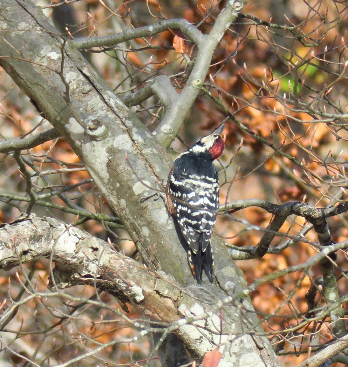 White-backed Woodpecker - ML620779486