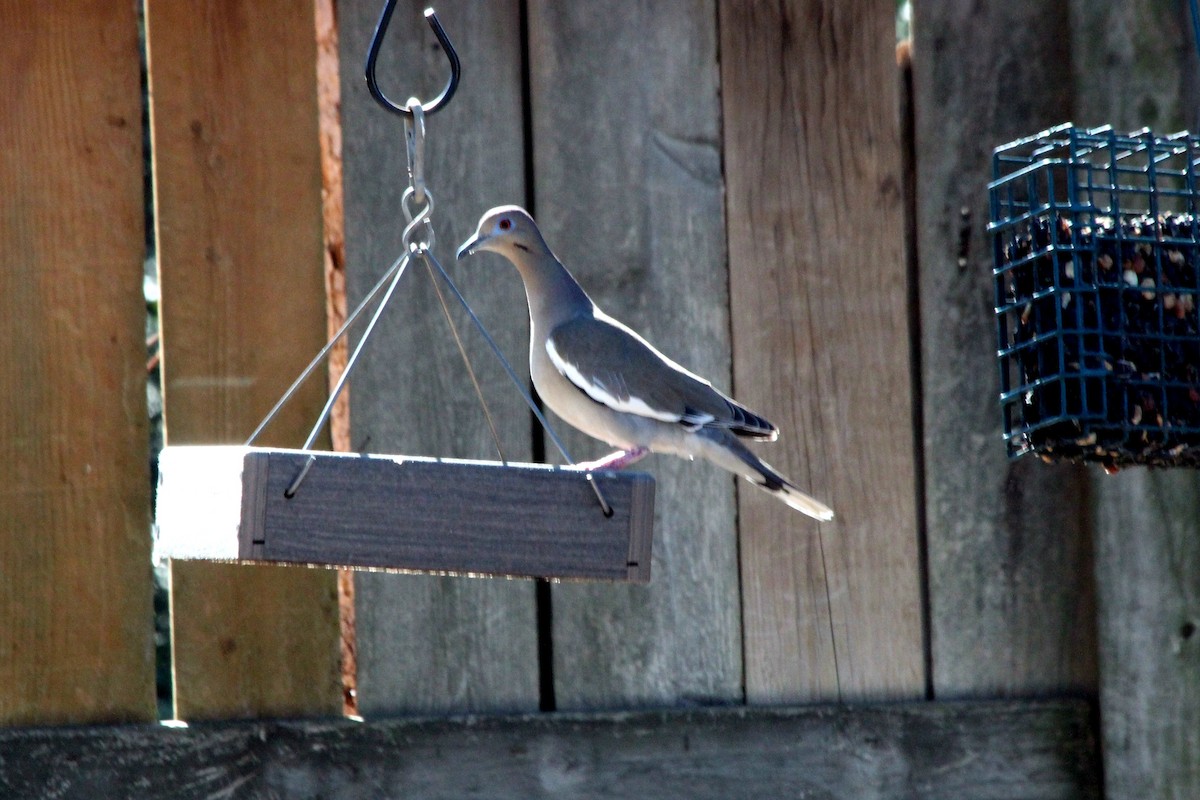 White-winged Dove - ML620779487