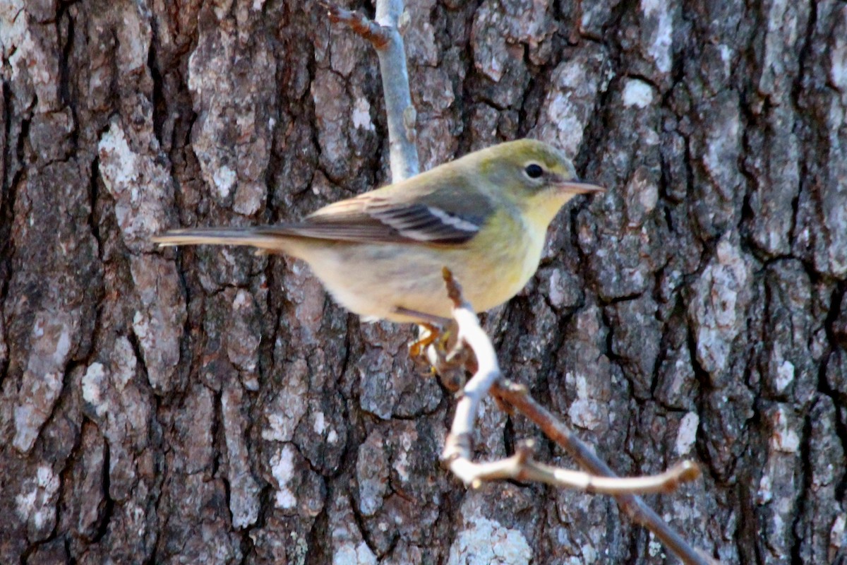 Pine Warbler - ML620779490