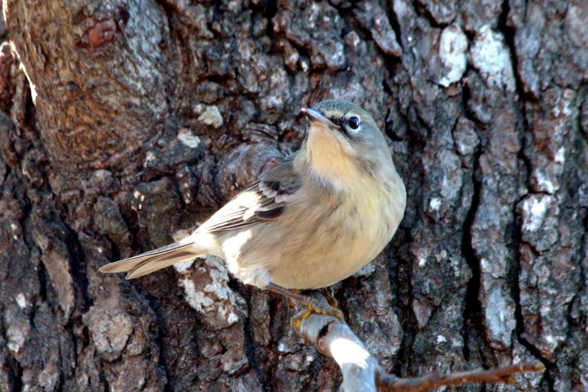 Pine Warbler - ML620779491