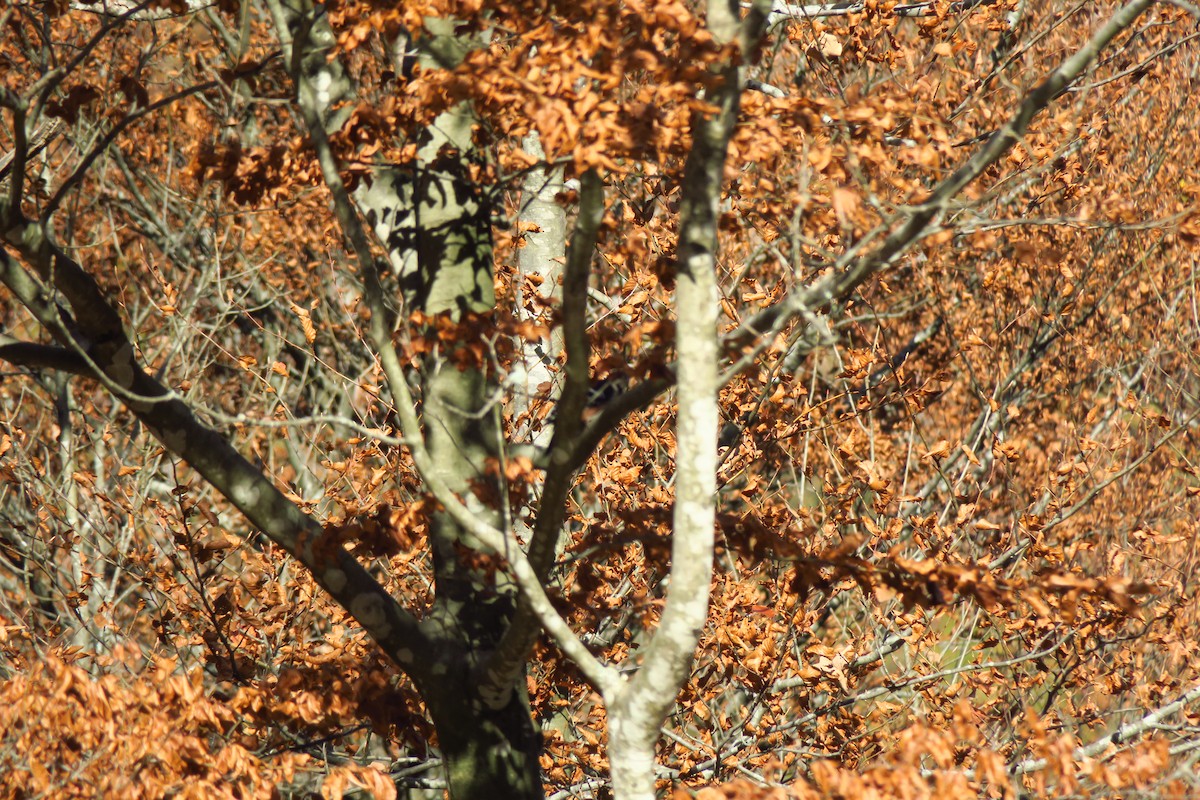 White-backed Woodpecker - ML620779492