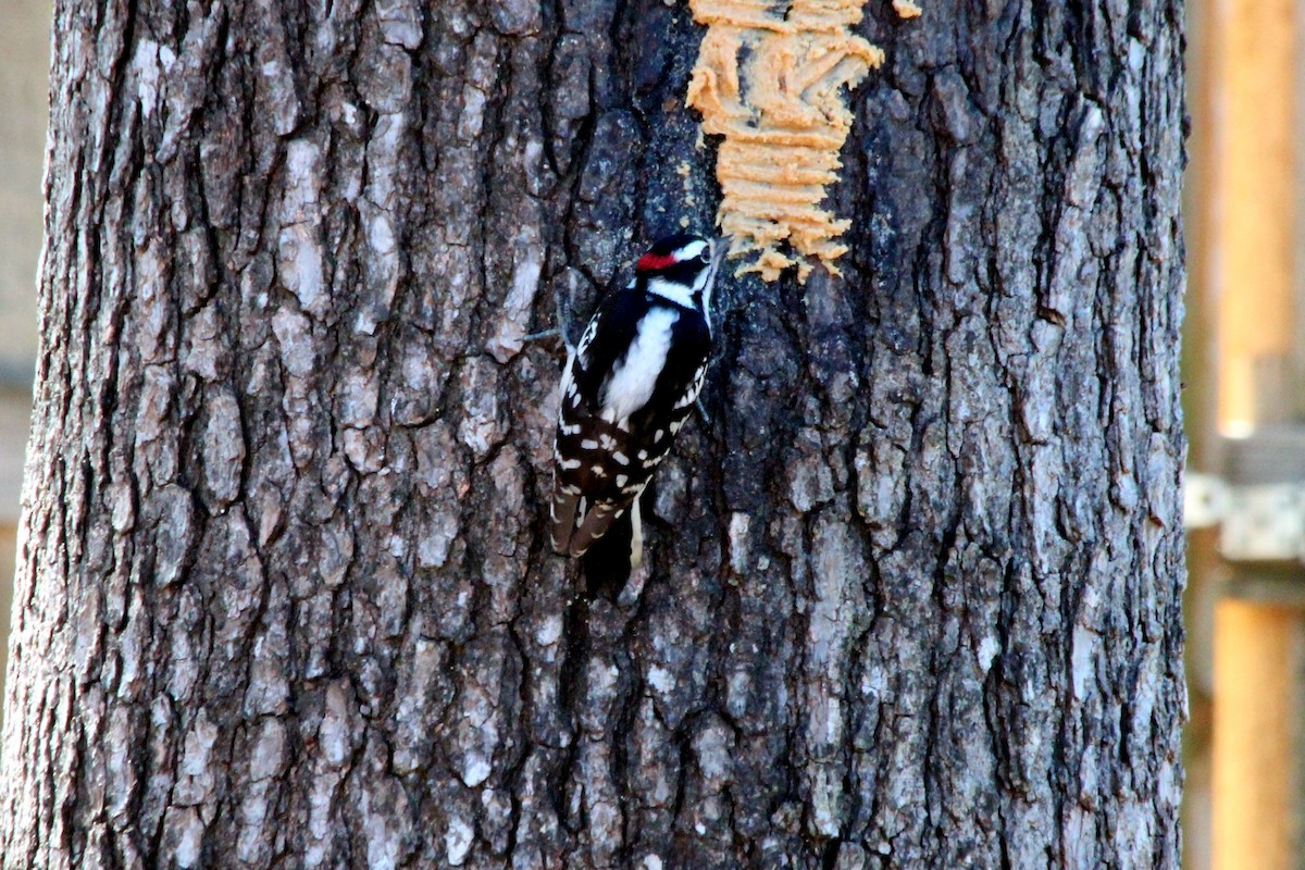 Downy Woodpecker - ML620779496