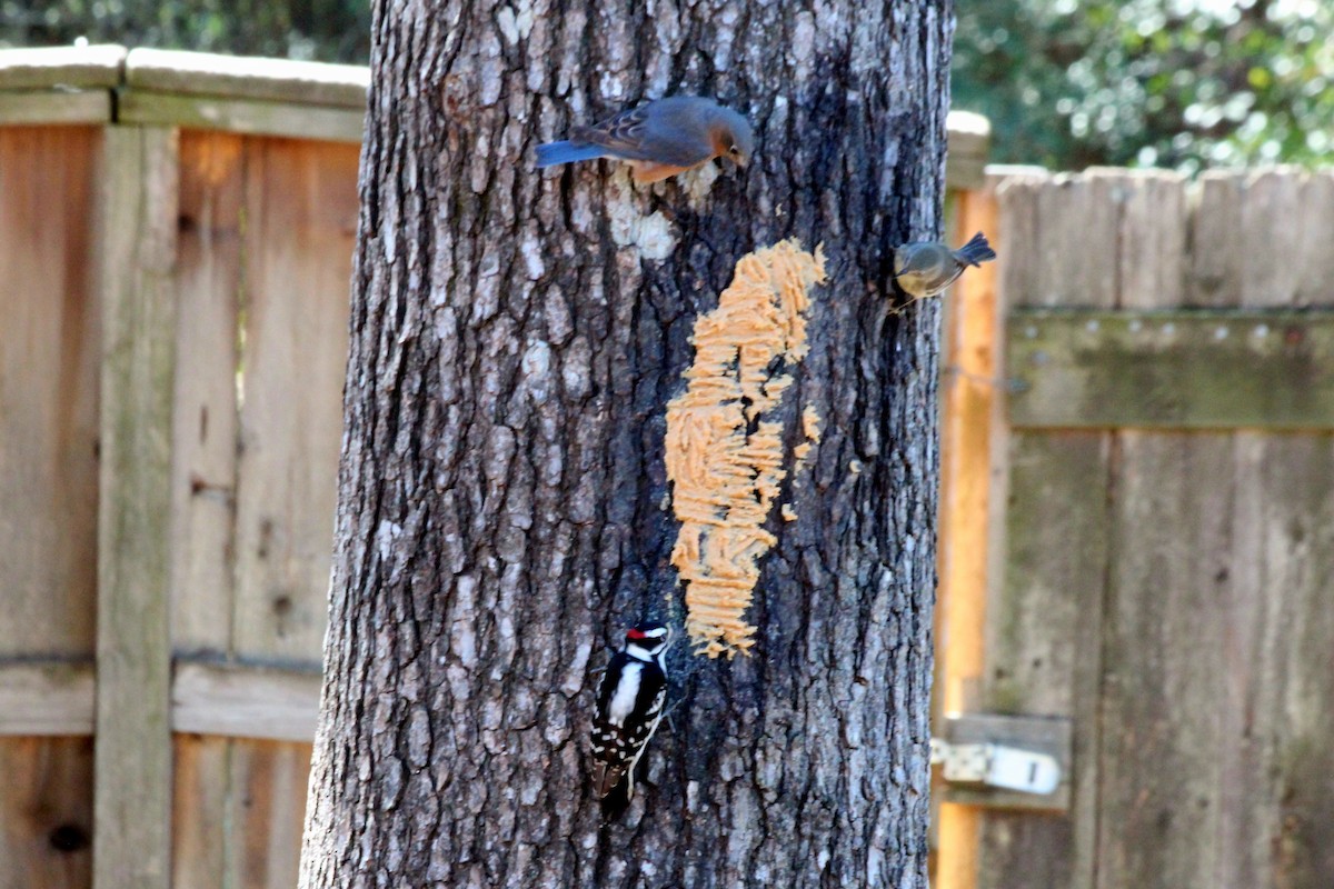 Downy Woodpecker - ML620779497