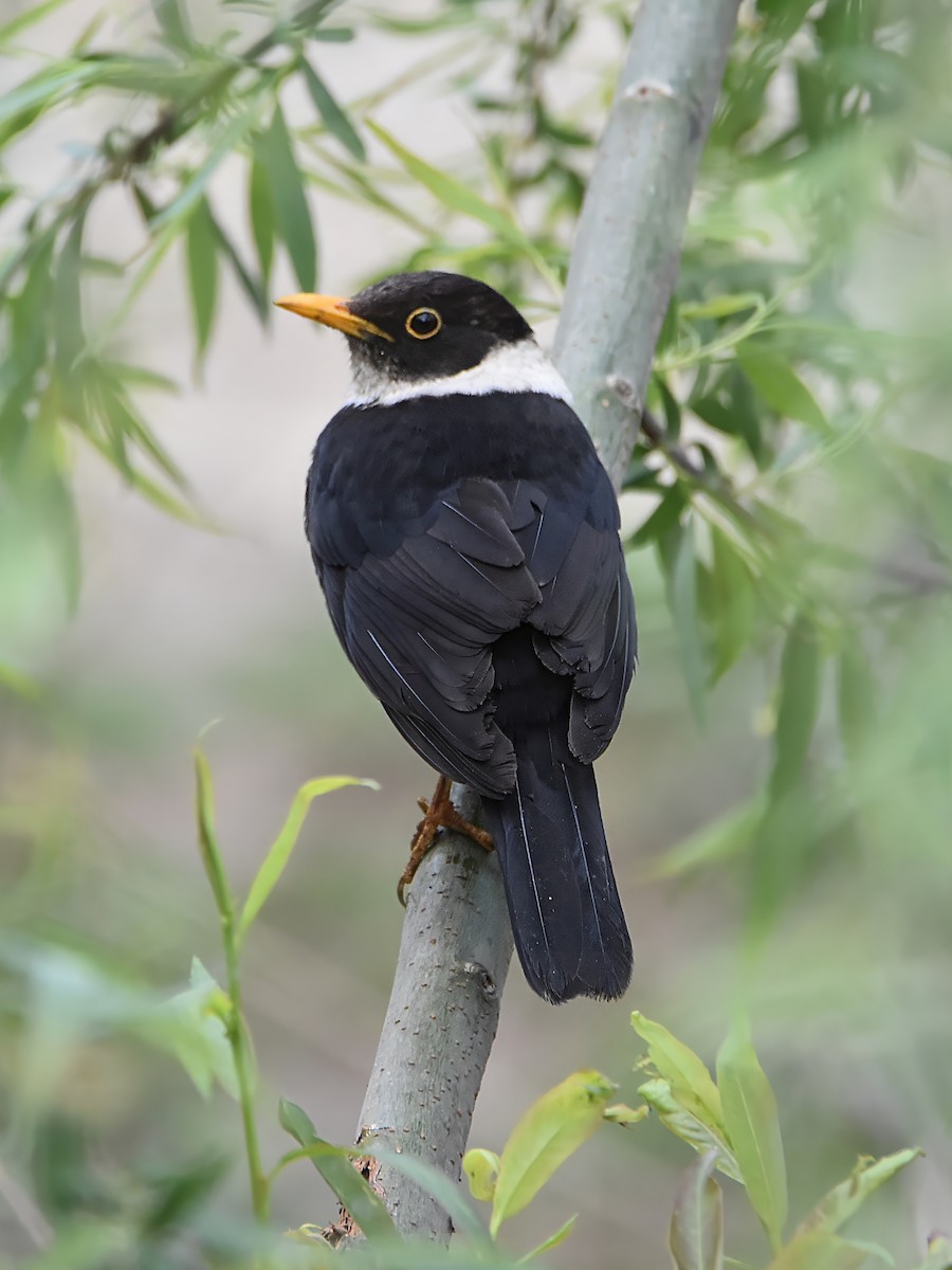 White-collared Blackbird - ML620779498