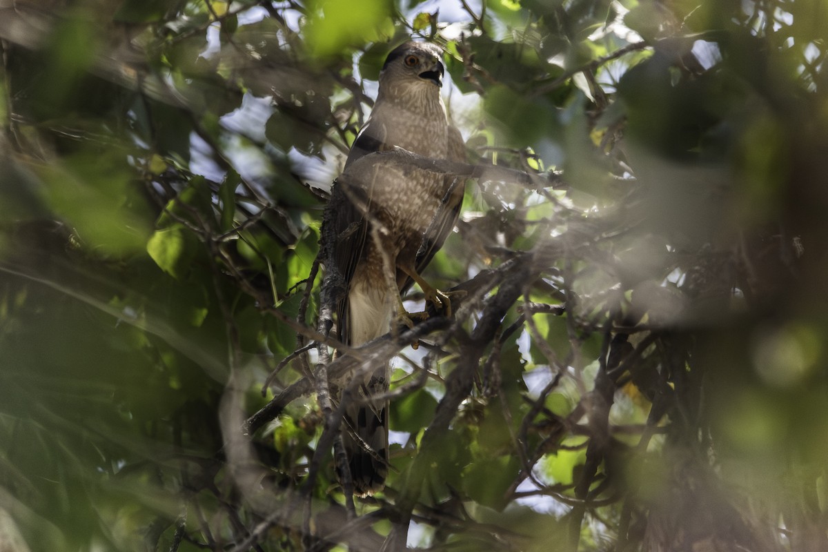 Cooper's Hawk - ML620779500