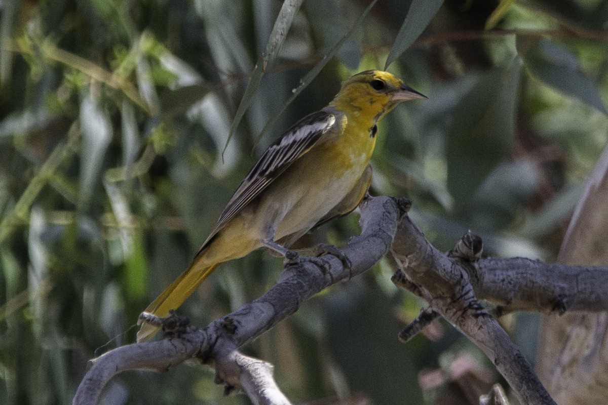 Oriole de Bullock - ML620779501