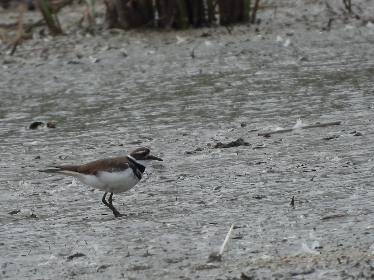 Killdeer - ML620779508