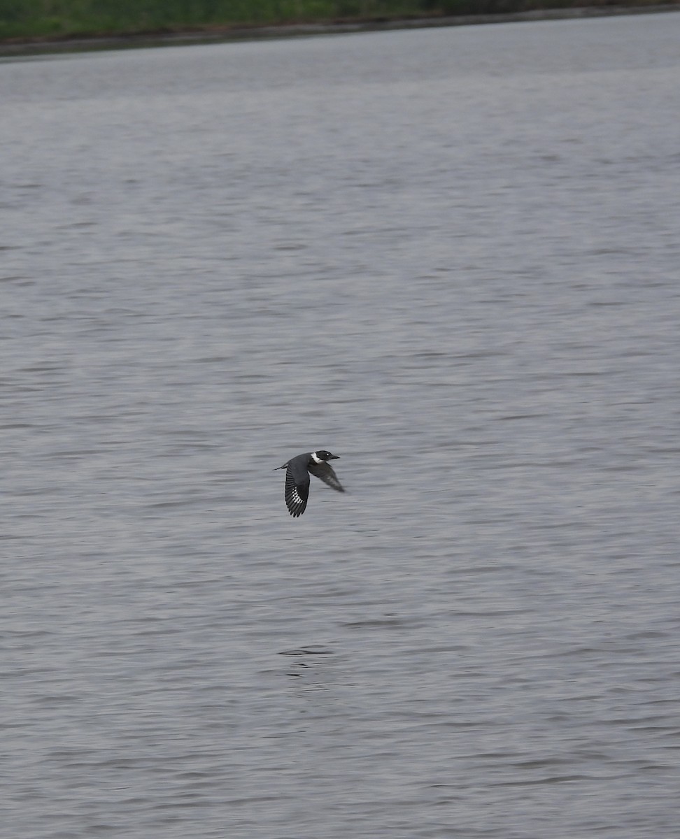 Belted Kingfisher - ML620779512