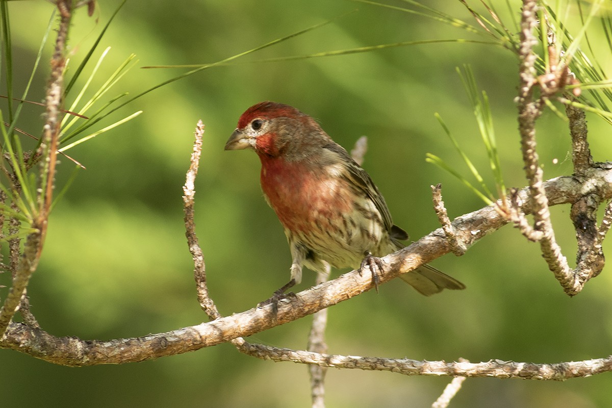 House Finch - ML620779513