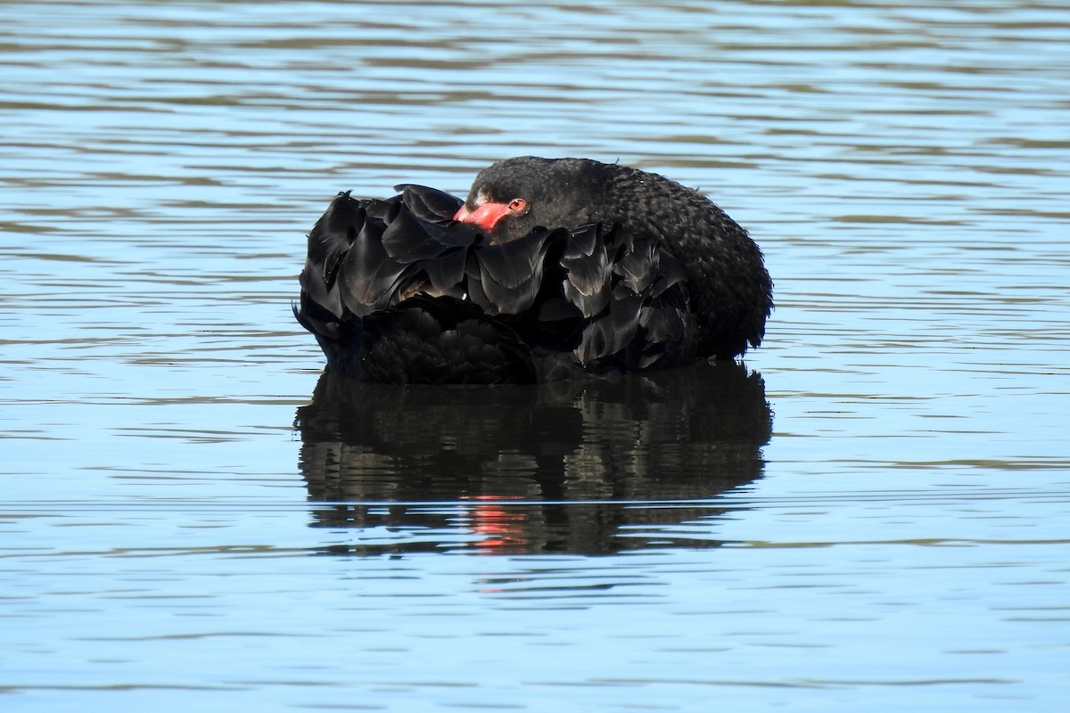 Black Swan - ML620779514