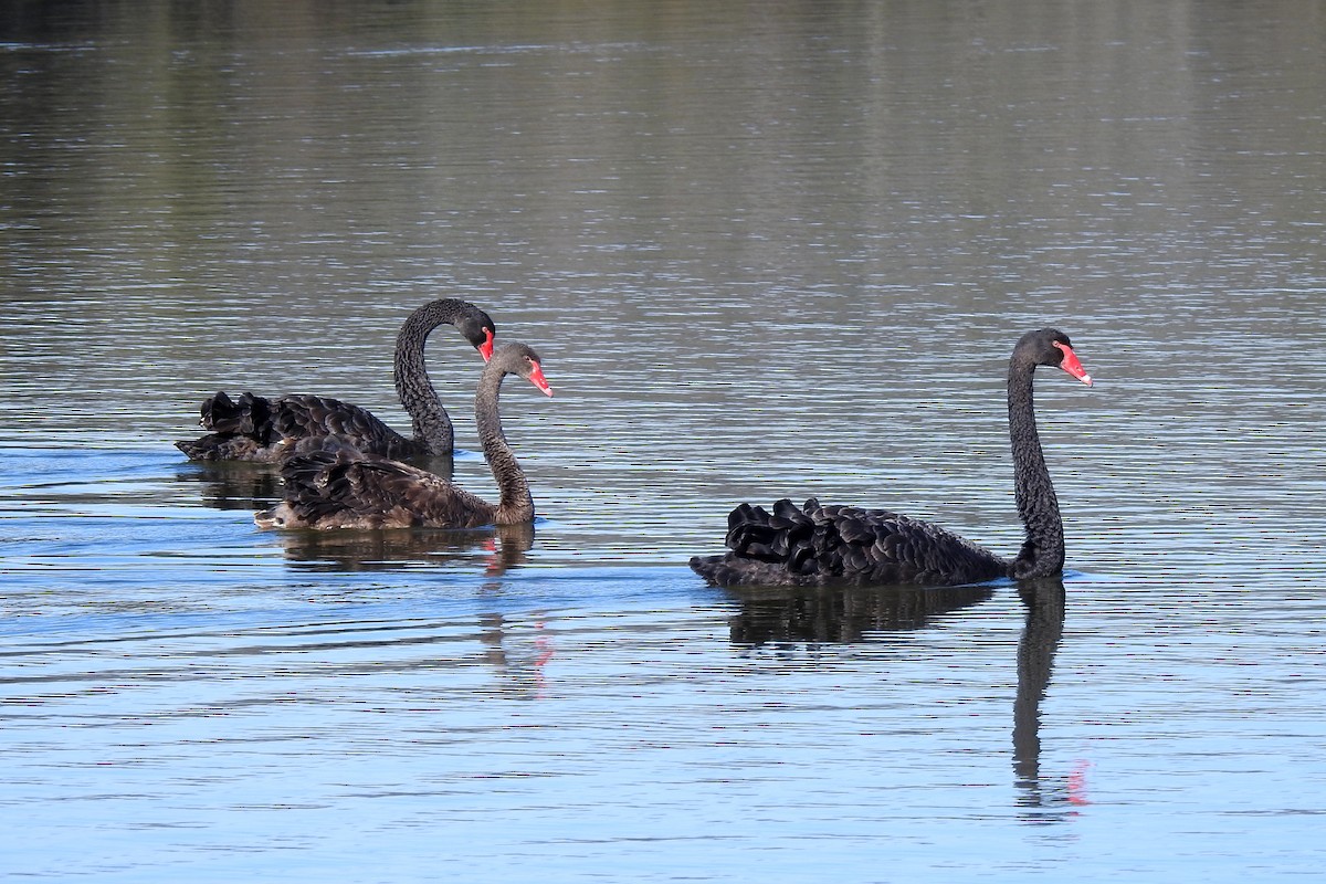 Black Swan - ML620779515