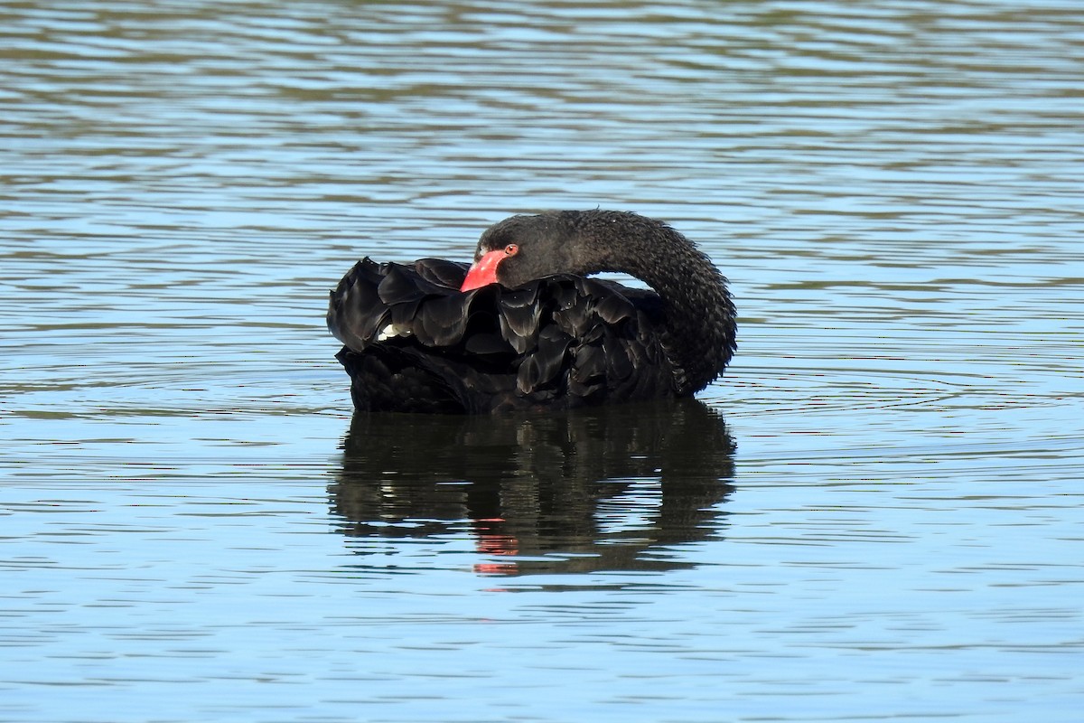 Cisne Negro - ML620779516