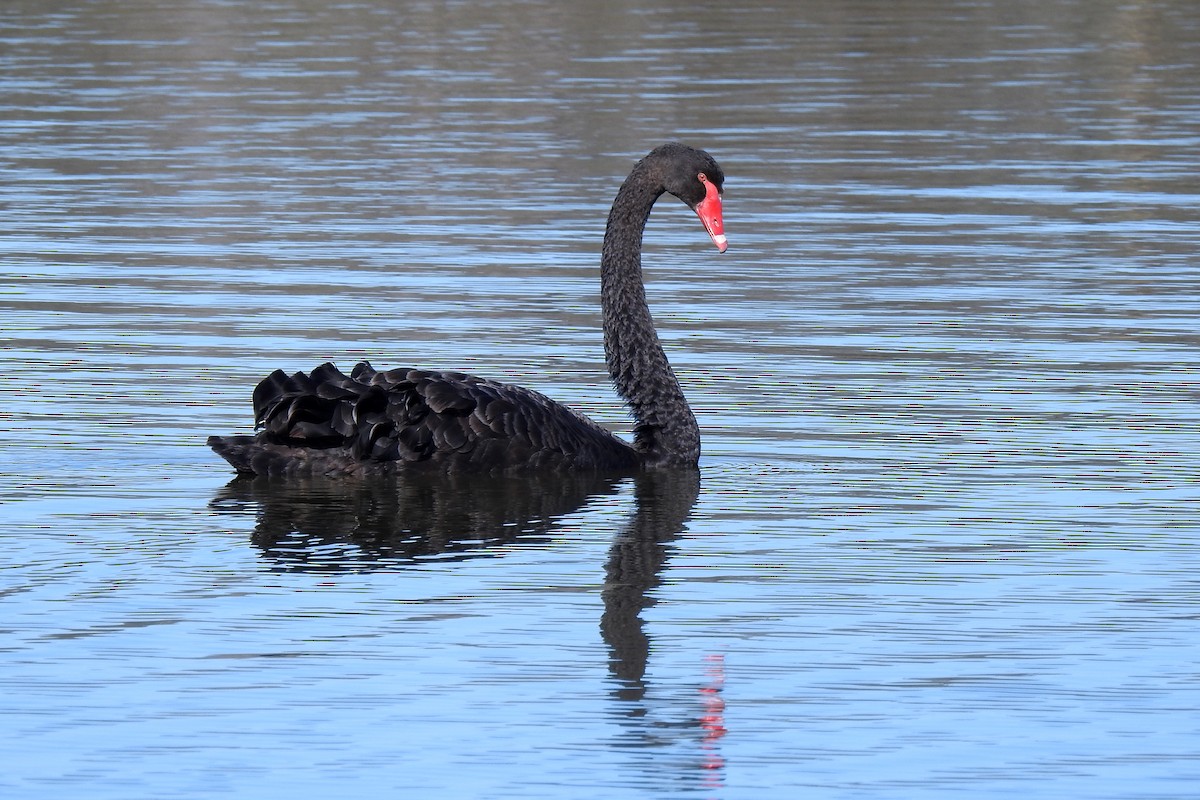 Cisne Negro - ML620779517