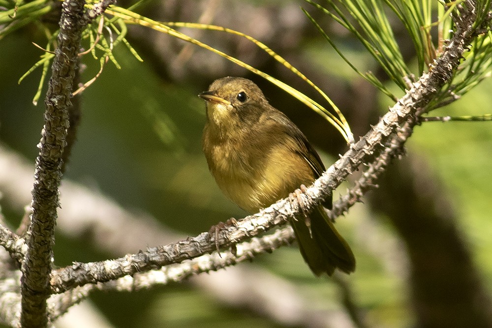 Pine Warbler - ML620779518