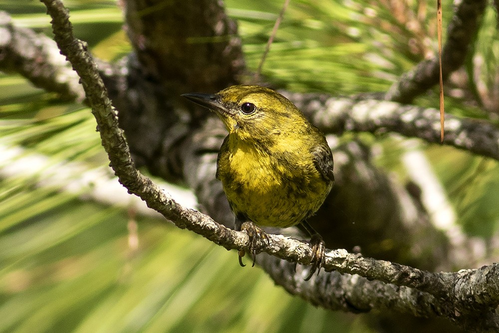 Pine Warbler - ML620779519