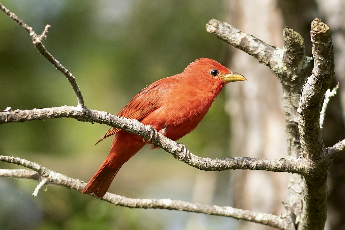 Summer Tanager - Martin Wall