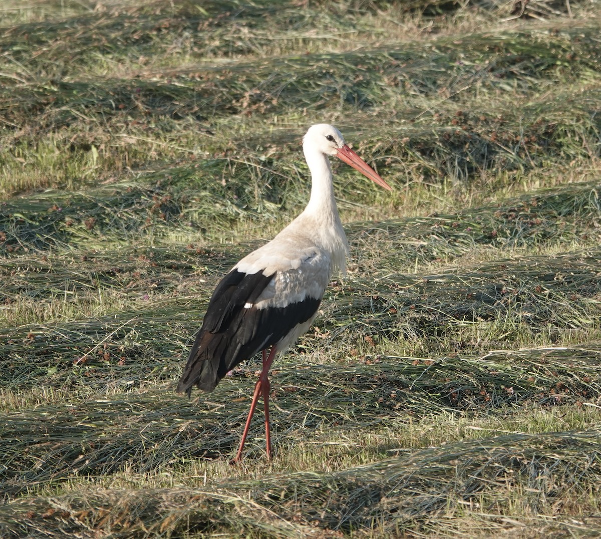 White Stork - ML620779521